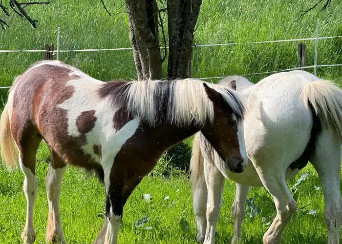 De Luxe * Champsevraine